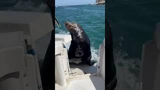 Cabo San Lucas seal getting on our boat.