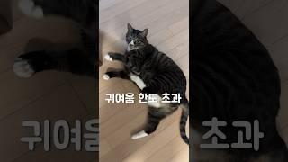 고양이 이름을 불러봤더니!!?