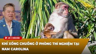 Cà Phê Sáng P1 (11-15-2024) Khỉ xổng chuồng ở phòng thí nghiệm tại Nam Carolina