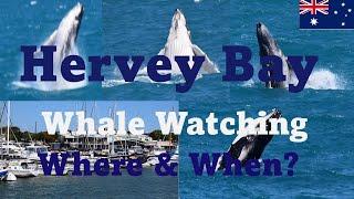 The Ultimate Whale Watching Guide: Where and When to See Giants