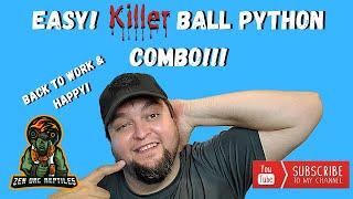 Easy Killer Ball Python Combo! An Easy Morph that Screams for Attention!!!