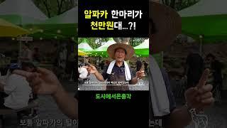 알파카가 이 정도로 비싸다고...?