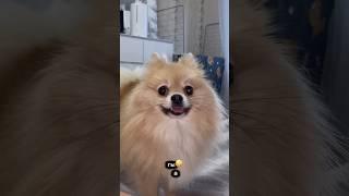 Хитрый шпиц ОЛИВКА 🫒 #pomeranian #шпиц #шпицы #смешныеживотные #питомцы #dogvlog