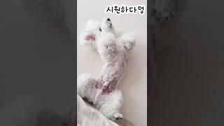 여름맞이 강아지 이발ㅋㅋ