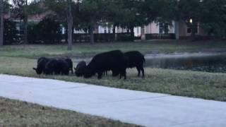 Wild Pigs roaming around in Lakewood Ranch Saarasota April 14, 2017