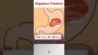 digestive timeline of human body 