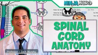 Neurology | Gross Anatomy of the Spinal Cord and Spinal Nerves