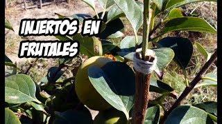 Como Hacer Injertos en Arboles Frutales | Muy Facil