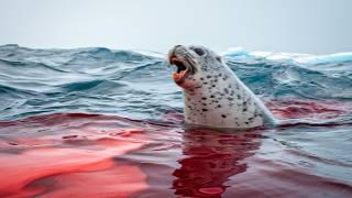 This Leopard Seal Just Killed 3 People in 5 Minutes