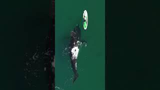 Whale with Paddleboard  * Paddleboard and whale * Drone Footage whale and paddleboard