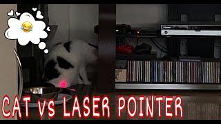 CAT vs LASER POINTER | ChuckChes Vi MixVlog