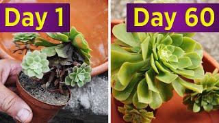 Saving Aeonium from Pythium root rot with Trichoderma Fungi