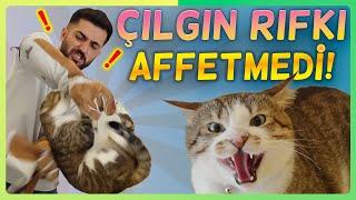 HIRÇIN KEDİ RIFKI SALDIRDI! - Tutamadık ( Sinirli kedi Rıfkı yerinde durmadı )