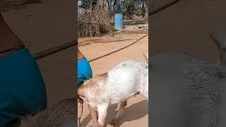 #myfirstblock #raju #villagelife #vlog #youtubevideo #gareeb #funny #rajasthanblog