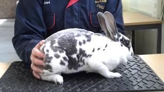 Rabbit Handling (Mini Rex)
