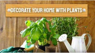 Tips To Decorate Your Home With Plants