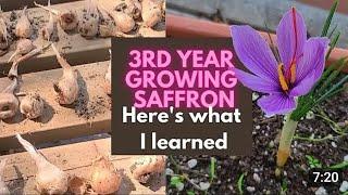 SAFFRON'S dirty little secret!Green Love tagged products below. Learn moreRare Saffr... Limited ship