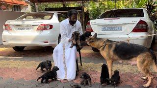 ന്യായമായ വിലയിൽ ജെർമൻ ഷേപ്പേർഡ് നായക്കുട്ടികൾ German Shepherd Dog puppies