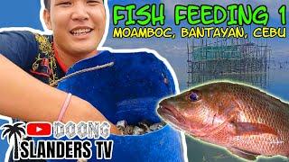 FISH FEEDING AT THE FISH CAGE 1 | Moamboc Bantayan Island Cebu