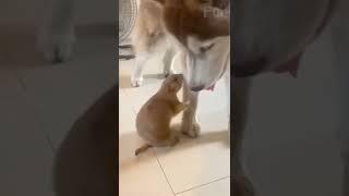 원숭이한테 너무 많은걸 기대하면 안되는 이유.   Funny Animals  video.