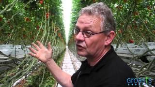 Episode 13 - How do tomatoes grow in a hydroponic system?