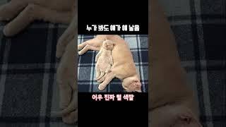 누가봐도 붕어빵 가족 #밈 #유머 #웃긴영상