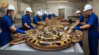 PYTHON FARM - How Millions Of PYTHONS Are Farmed For Skin And Fat By Farmers