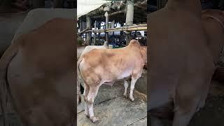 Gabtoli Haat Update September 2024 #goruloversofchattga #viralvideo #bullsfight #cow