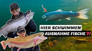 Wahnsinnsfische in diesem Forellensee  | Ultra Light auf Forellen - Spoon & Gummifische