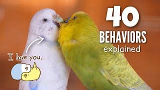 Ultimate Budgie BEHAVIOR Guide