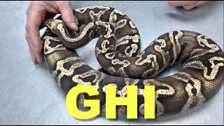 "Featured Morph" GHI Ball Python !!