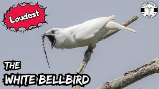 White Bellbird - Loudest Bird in the World