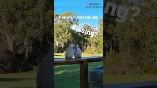 Two parrots are kissing! @YarraValley VIC Australia |  相親相愛的兩隻大鸚鵡 @ 澳洲Yarra Valley