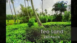 Tea Land