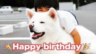 【大型犬】雪丸１歳の誕生日を迎えました【秋田犬】