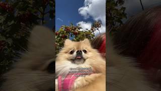 К кому ходили на могилку 🪽 #pomeranian #шпиц #немецкийшпиц #померанскийшпиц #шпицы #шпицлисичка