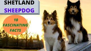 The Shetland Sheepdog - Watch before Getting One -10 Fascinating Facts!