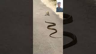 mahadev status mahakal status bholenath status #shiv #snake #mahadev #treding #shivshiv #status