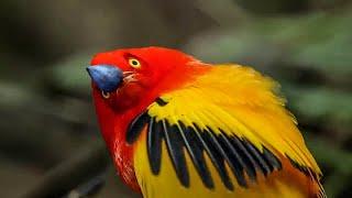 Unbelievable Bird Behaviours | BBC Earth