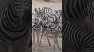 Zebras Also Have Brown Stripes! #nature #facts #zebras #wildlife #safari #animals #viral #trending