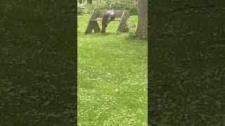 Turkey Bench #wildlife #share #outdoors #nature #naturephotography #conservation #wild #turkeys #fun