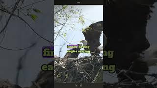 Eagle nesting in Milwaukee county  #citizenscience #duet #americanbird #wisconsin