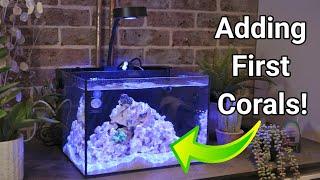 Cycling & Adding First Corals to the Reef Casa Studio 12 | Nano Reef Tank Setup Part 3