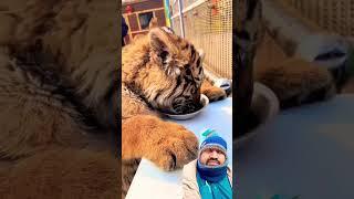 So good #tiger #animals #cute #zoo #lion #foryou #kitten #tigercub #adorable #kitty #ytshorts