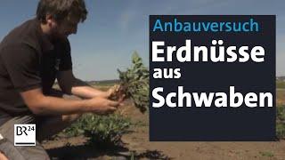 Erdnüsse aus Schwaben - ein Landwirt hat's probiert | Abendschau | BR24