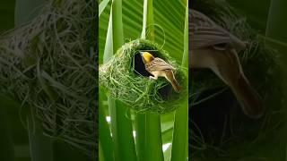 Bird Building a NestParenting Motivation #motivation