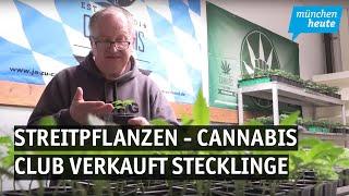 Streitpflanzen – Cannabis-Club in Aschheim verkauft Stecklinge