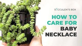 Easy tips: Crassula Baby Necklace | Crassula rupestris ssp. | String of Buttons Care Guide