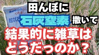 田んぼに【石灰窒素】混ぜて稲刈りの時期がやってきました。雑草はどうなのかな？