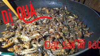 Món Sâu Đá | Ăn Ấu Trùng Chuồn Chuồn  Poòng Văn Quỳnh